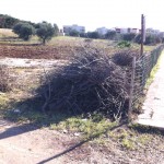 Pira San Ciro 2015 – 06 gen – 03