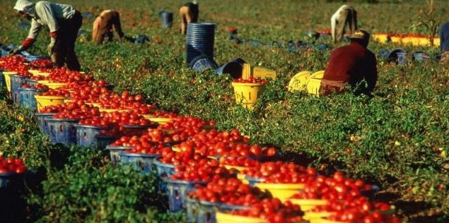caporalato agricoltura contadini