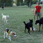 sterilizzazione cani