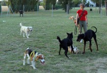 sterilizzazione cani