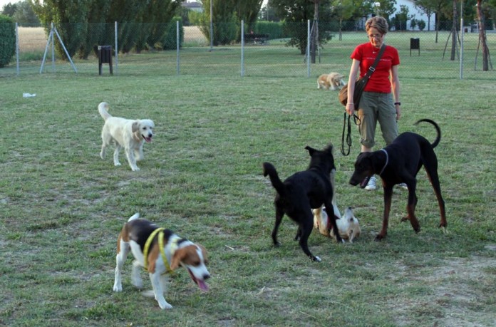 sterilizzazione cani