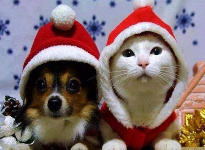 Stella Di Natale E Gatti.Cani E Gatti Natalizi Ardusat Org