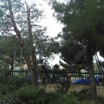 foto alberi 2