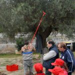 raccolte-olive-social-agora-verticale