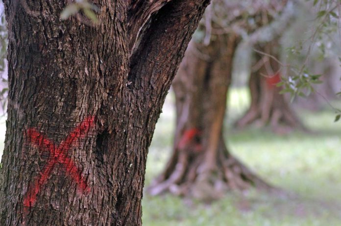 xylella