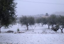 neve