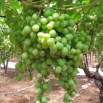 uva agricoltura