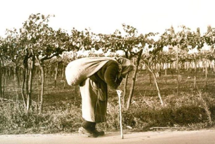 cicurara