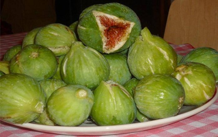 fichi