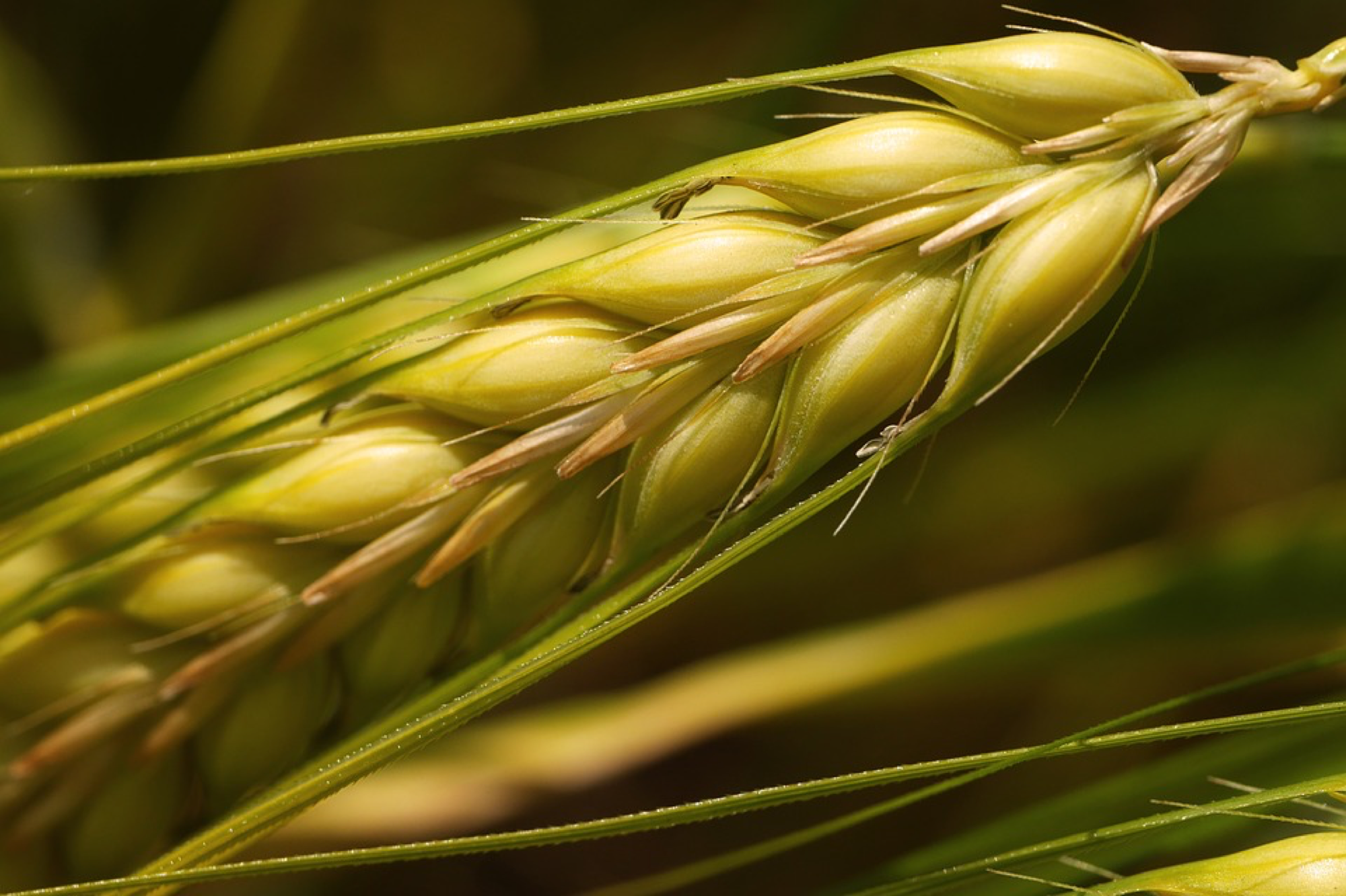 Разновидность пшеницы эритроспермум. Ячмень Рожевица. Хиникс пшеницы. Колосья пшеницы.