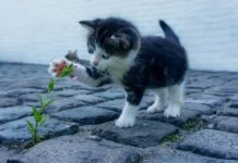 festa del gatto