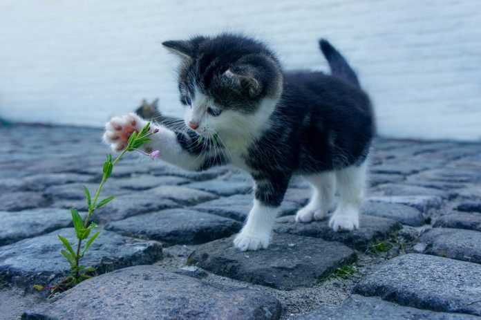 festa del gatto