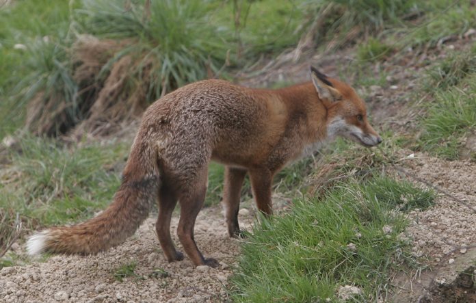 fox-1377273