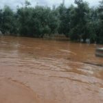 Oliveti allagati tra Palo del Colle e Bitonto