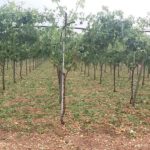 grappoli caduti a terra in provincia di Bari