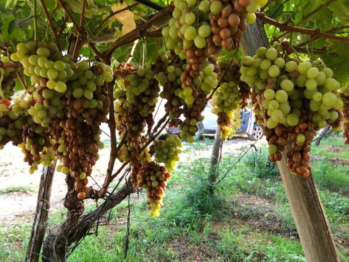 agricoltura Puglia