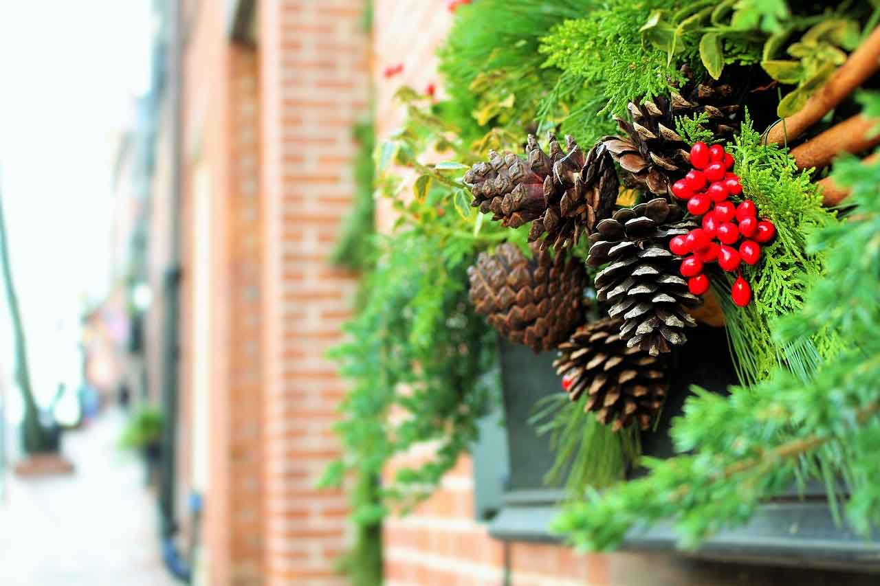 Vischio Natale.Il Vischio La Pianta Di Natale Ricca Di Leggende Gir Grottaglie In Rete Blog