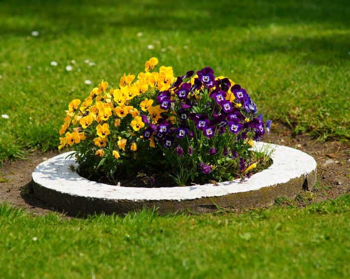pansy-4214862_960_720