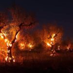 incendi boschivi