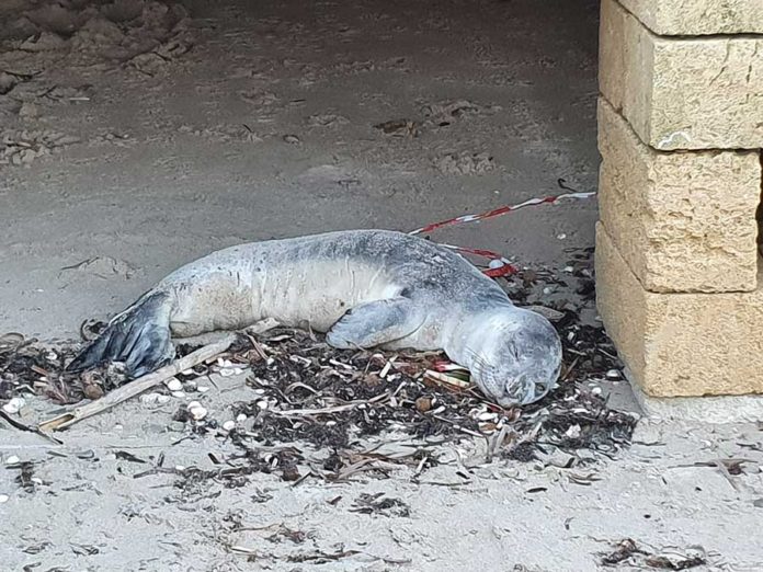 foca-monaca-torchiarlo
