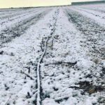 Cia-Puglia-asparagi-neve-capitanata