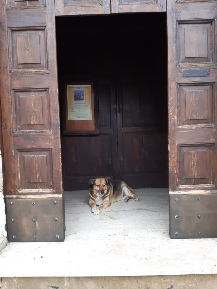 Igor giacomino cane quartiere 1
