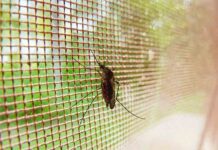 Febbre Dengue