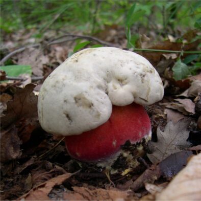 Boletus_satanas