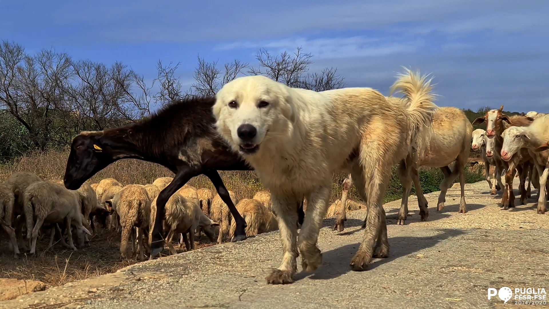 Terra delle Gravine – Tutela del Lupo – Cane Pastore Abruzzese