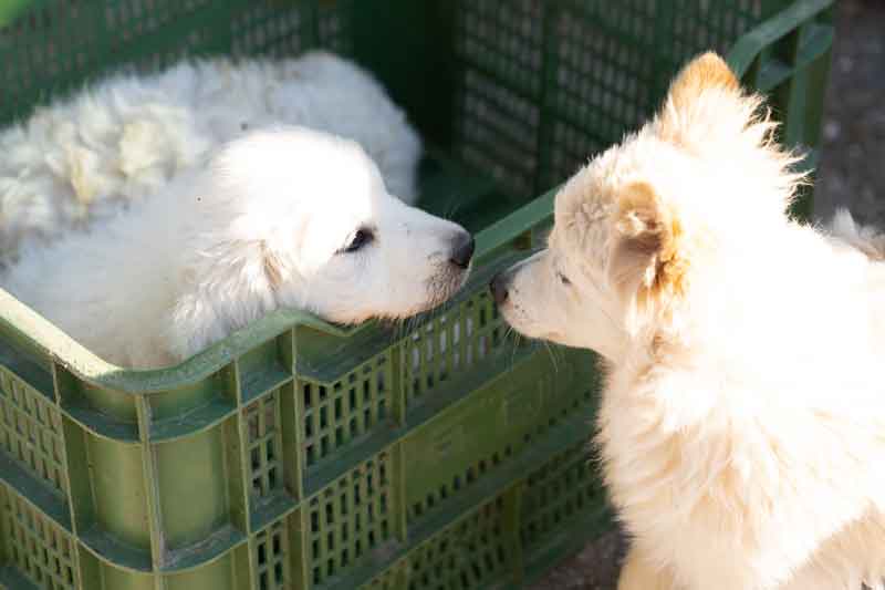 Terra-delle-Gravine—Tutela-del-Lupo—Cane-Pastore-Abruzzese_3