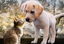 cani e gatti