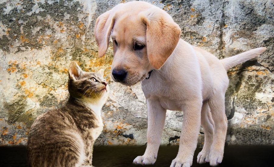 cani e gatti