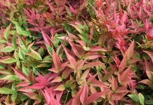 Nandina domestica
