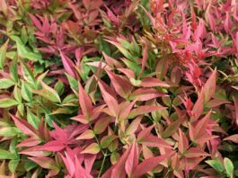 Nandina domestica