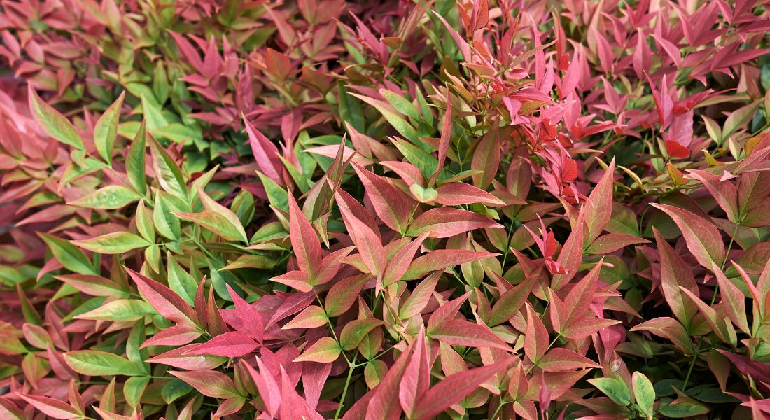 Nandina domestica