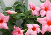 dipladenia rampicante