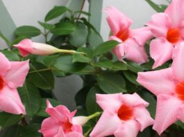 dipladenia rampicante