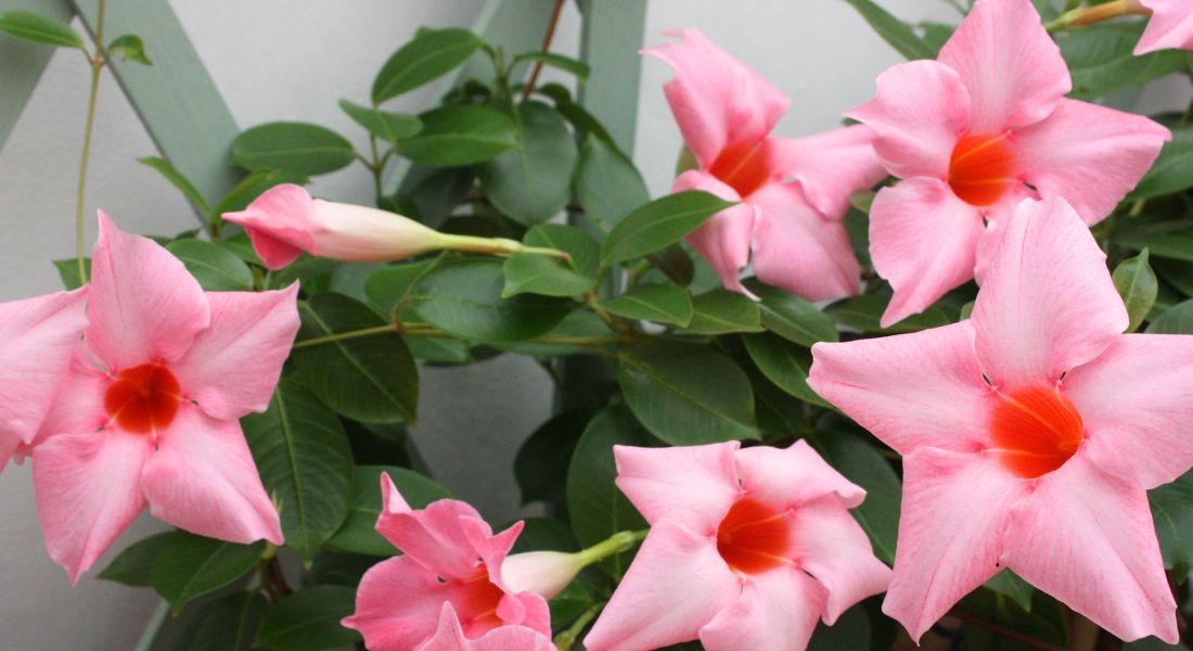 dipladenia rampicante