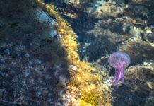anemone di mare