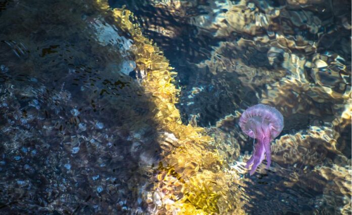 Taranto news-30 anemone di mare