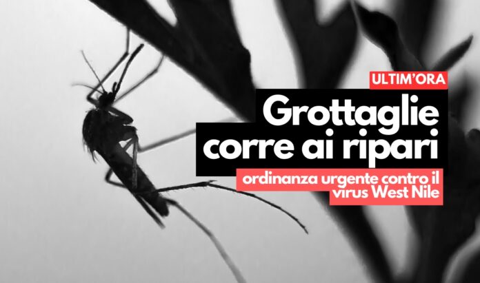 virus west nile